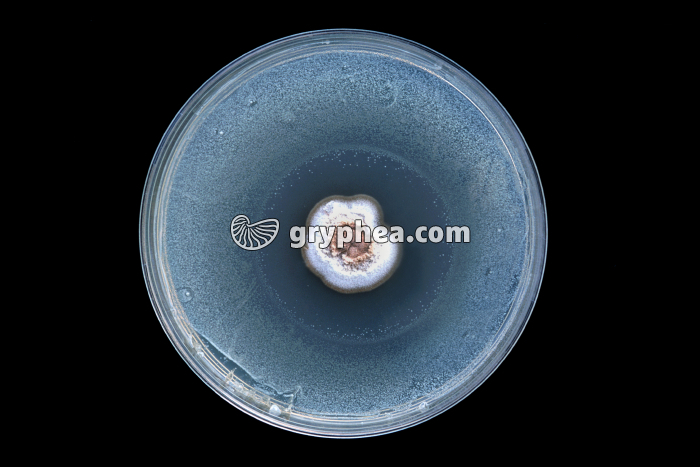 Découverte du premier antibiotique - Expérience de Fleming - gryphea.org